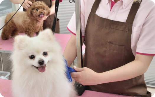 トリミング中のわんちゃんの様子01