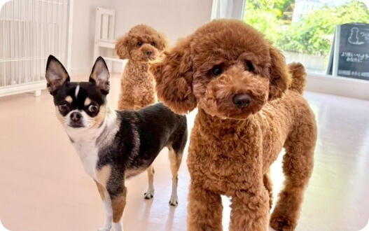 スタッフとわんちゃんのふれあい03