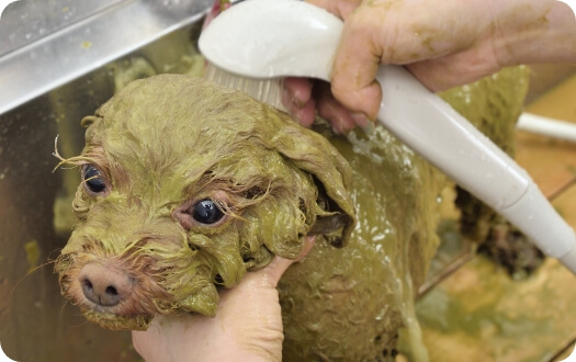 お預かり中のわんちゃんの様子05