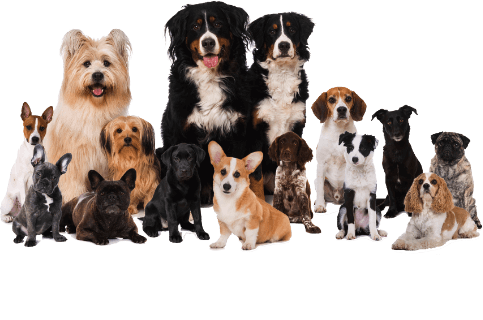 勢揃いした可愛いワンちゃんたち