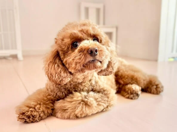 トリミング後のトイプードル