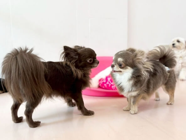 遊んでいるチワワ