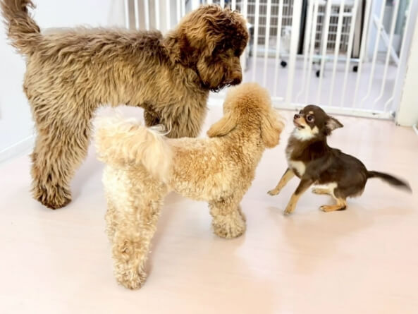 並んでいるワンちゃん