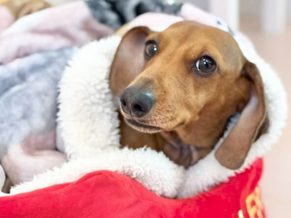 バッグに入ったダックスフンド