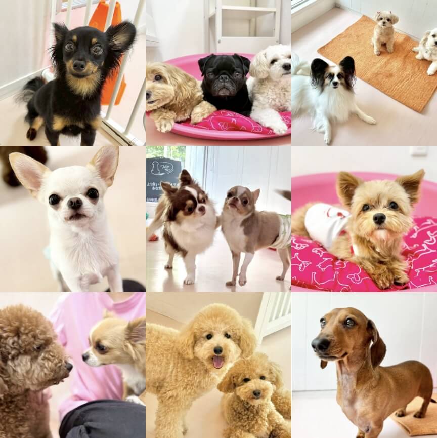 公式インスタグラムの投稿内容プレビュー（池尻大橋の日常）