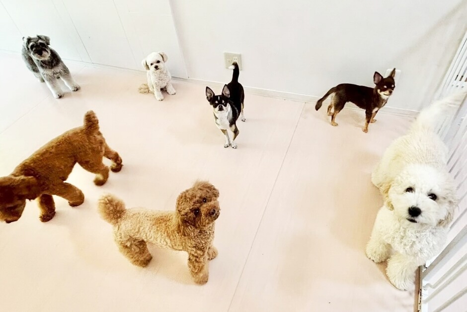 ペットホテルの様子1