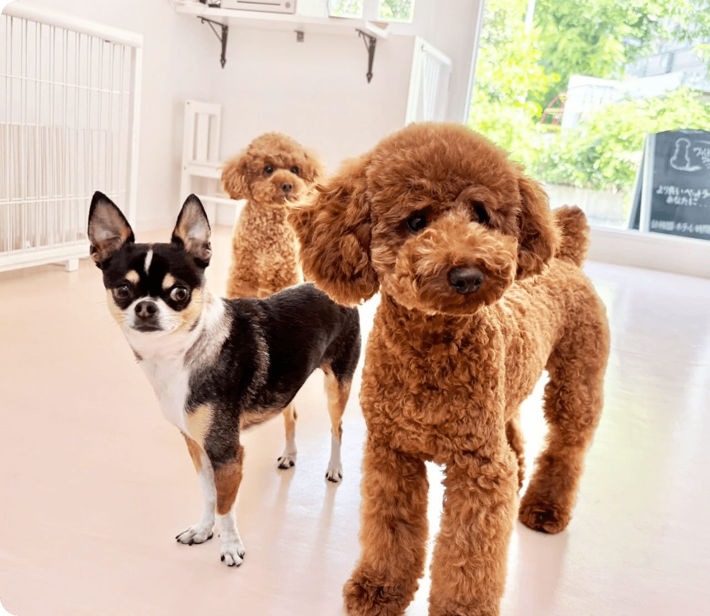 池尻大橋で親しまれるペットサロン ワールドワン