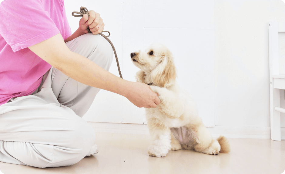大橋店でのトリミング風景